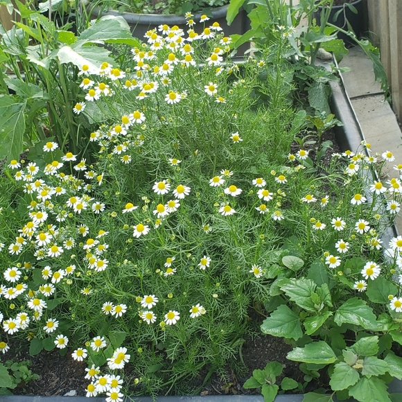 Meet your Posher, Angela - Picture 16 of 16